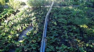 Минусы шланга туман при поливе рассады ЗКС (Golden spray)