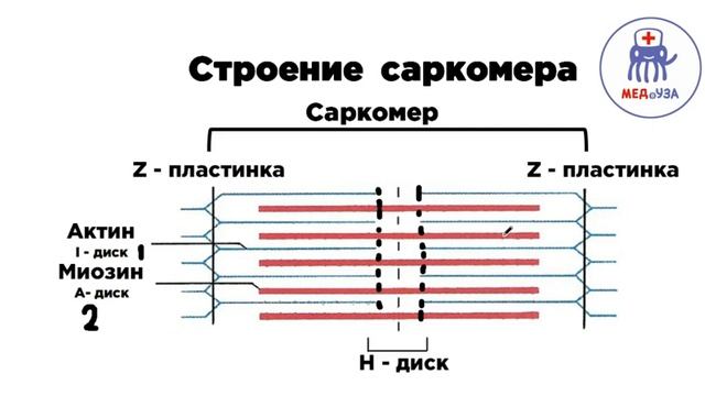 Строение саркомера | Гистология
