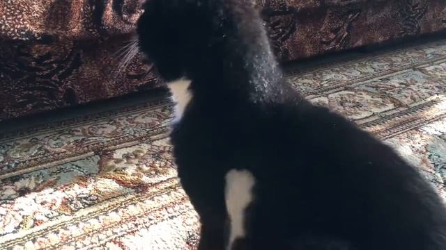 Мой кот и много китикета.mp4 смотреть онлайн