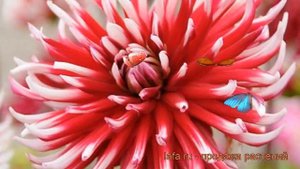 Георгина кактусовая Фриколе (dahlia cultorum) ? Фриколе обзор: как сажать, рассада георгины Фриколе