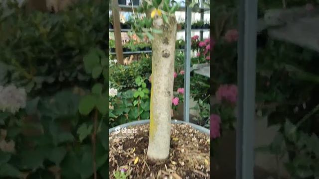 как напугать человека!!! будем спасать оливу !!! #сад #дача #garden