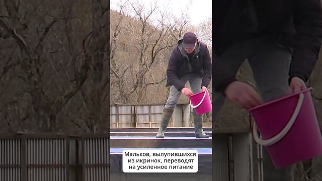 На Сахалине наступил период кормления молоди лосося #новостисахалина #сахалин #лосось
