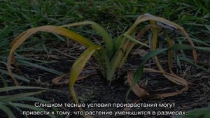 Почему не цветет лилейник и плохо растет