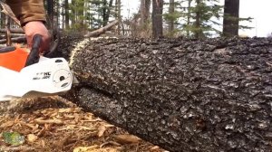 STIHL MSA 200 C BQ 14". Пример работы. Аккумуляторная мотопила от Штиль