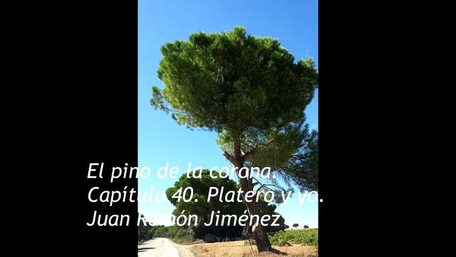 El pino de la corona - Platero y yo. Juan Ramón Jiménez смотреть онлайн