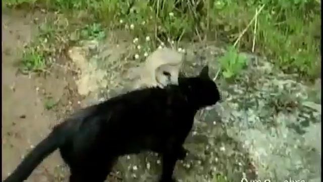 Дружба совы и кота.mp4 смотреть онлайн