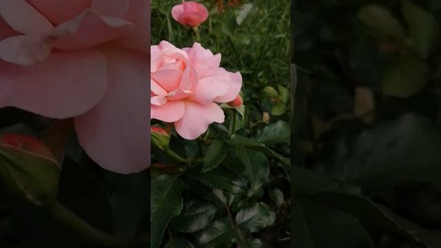 Роза Ботичелли 1-ый год смотреть онлайн