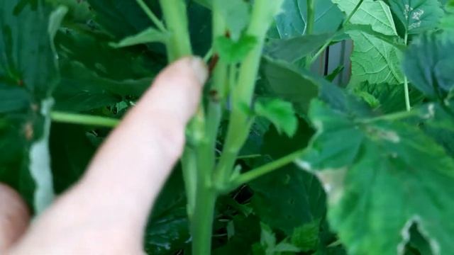 Малиновое дерево Таруса в августе смотреть онлайн