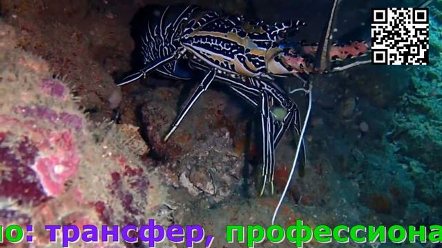 Экскурсия по Таиланду в Краби Дайвинг для новичков пробное погружение смотреть онлайн