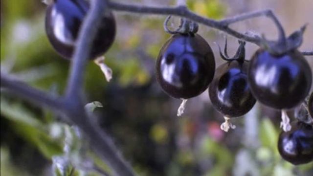 Sweet Black Tomato Romantic смотреть онлайн