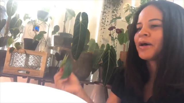 CRAZY Rare Wish List House Plant Haul + Unboxing! I Got My Dream Plants For My Birthday! смотреть онлайн