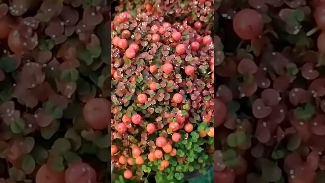 3 ВИДА НЕРТЕРЫ.Декорирование растений по-голландски!#красивыецветы#пеларгонии #орхидеи#фаленопсис смотреть онлайн