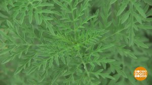 Осторожно, амброзия! Доброе утро. Фрагмент выпуска от 05.08.2020