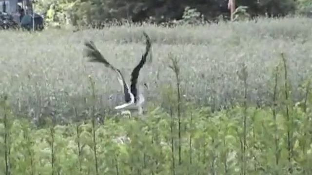 Аист
