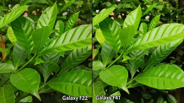 Samsung Galaxy F22 VS Samsung Galaxy F41 Camera Comparison смотреть онлайн