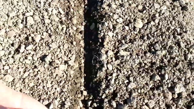 Морковь. Посадка моркови для длительного хранения. смотреть онлайн