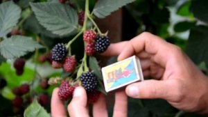 Саженцы ежевики Торн Фри