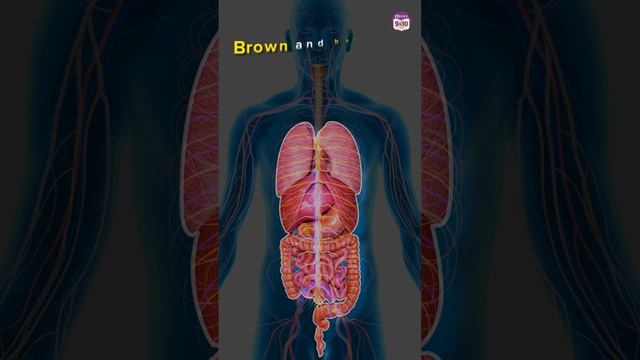 Why do our Bodies Contain Fat/Adipose Tissue? | Adipose Tissue: Location & Function | Body Atlas