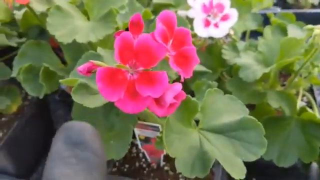 A tour of GERANIUMS at Netta's. смотреть онлайн