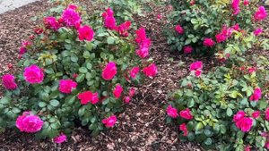 Цветут розы второгодки!!!???#розы,#garden ,#розывторогодки,#розывсаду ,#розыостина