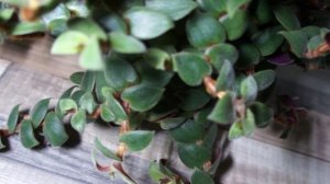 Традесканции Браун - очаровательное растение из рода традесканций