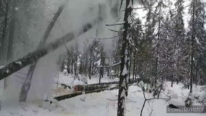 первый день работы в делянке, валка леса, погрузка дров, т40, МТЗ 80, декабрь 2020