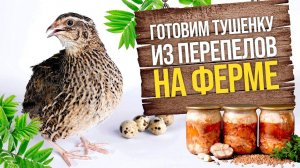 Тушёнка и перепелов на ферме