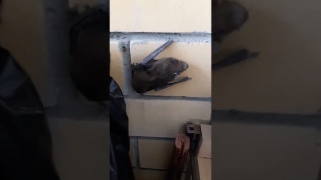 Летучая мышь на балконе смотреть онлайн