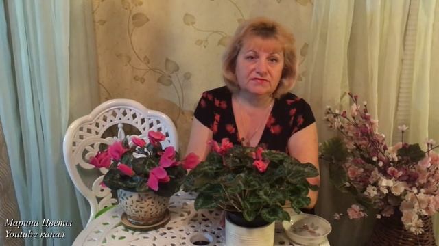 ЦИКЛАМЕН   ВЫРАЩИВАНИЕ И УХОД