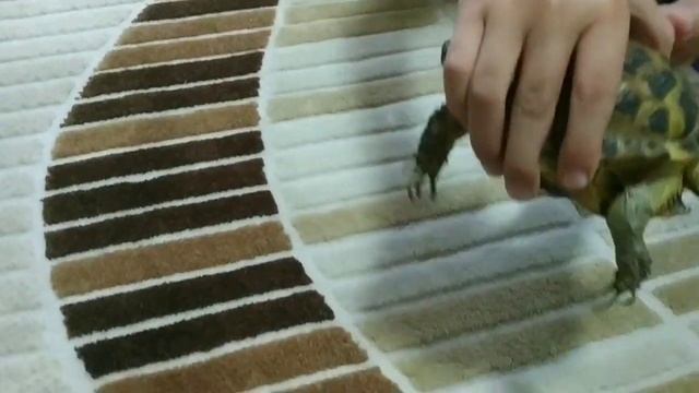 Влог сельского художника. Детям про среднеазиатскую черепаху. Turtle Разговор с внуком про черепах смотреть онлайн