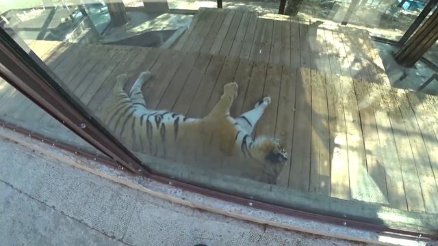 Отдых в Геленджике / Жесть Канатная Дорога / Сафари Парк смотреть онлайн