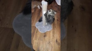 Как кошку приучить к когтеточке