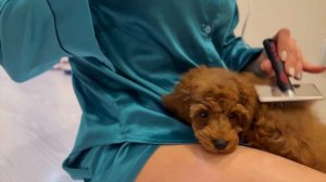 Как приучить щенка к процедурам? #собака #щенок #тойпудель