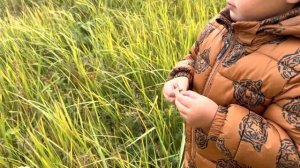 Кузнечики кобылки саранча насекомые. ТимуРРусланПрирода