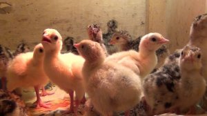 индюки микс из Белоруссии,индюк голубой,черный,палевый,бронзовый