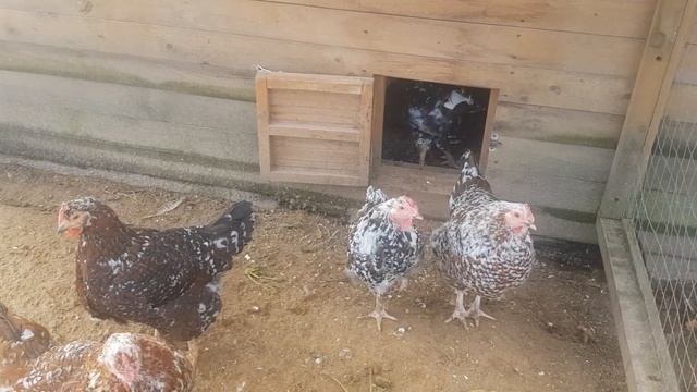 Осталось три породы,Барневельдер, Маран черно-медный,Ливенская ситцевая. смотреть онлайн