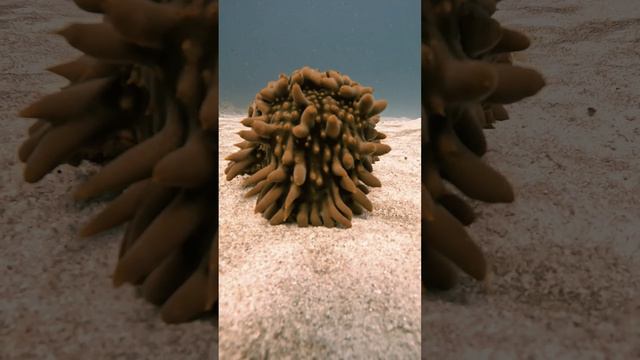 Sea Cucumber 🥒 Tiny fish was hiding under it 🤗#scubadiving #viral #marinelife #seacucumber