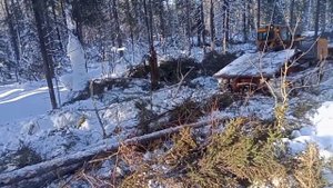 Работа в лесу тдт-55