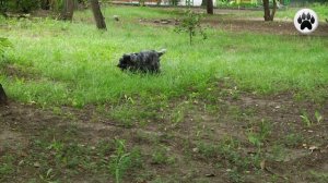 АНГЛИЙСКИЙ КОКЕР СПАНИЕЛЬ. Плюсы и минусы породы ENGLISH COCKER SPANIEL