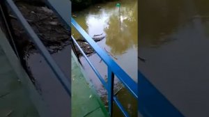 Крокодил на речке