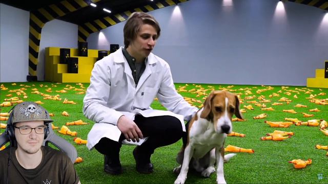 МАМИКС ► ПРАНК НАД СОБАКОЙ ПРИ ПОМОЩИ 1000 ОРУЩИХ КУРИЦ ( It's Mamix ) | Реакция смотреть онлайн