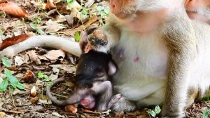 LOOK SO KINDNESS MOM TARA CARRY 2BABIES | ADORABLE BABY MONKEY.