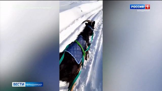 Во Владимирской области живет ездовой козел смотреть онлайн