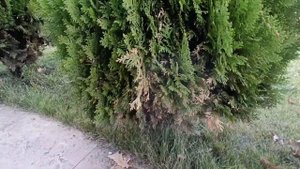 Весенние проблемы. Тля на туях. Последствия