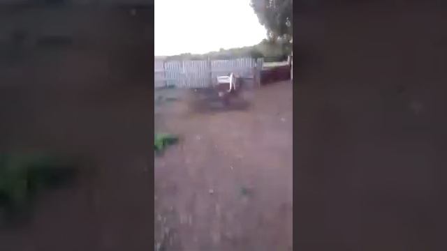 Казахская белоголовая .плюсы и минусы ! смотреть онлайн