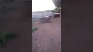 Казахская белоголовая .плюсы и минусы !