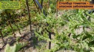Столбур томатов -  опасное заболевание
