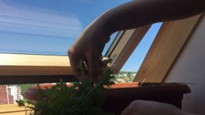 Что растет на моем подоконнике | собираем урожай