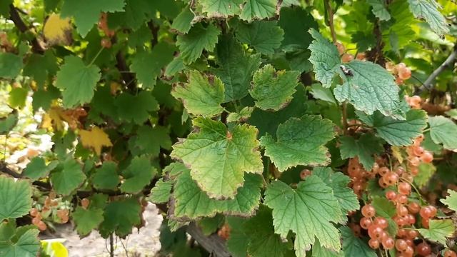 Садовая смородина необычного цвета смотреть онлайн