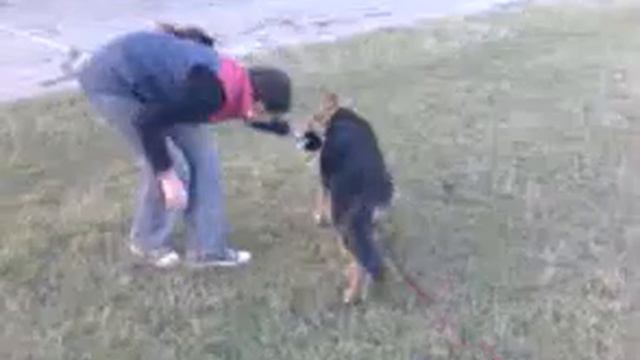 Немецкая длинношерстная овчарка Доллар, 4 месяца и дочь Мария на стадионе смотреть онлайн